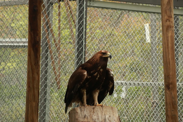 검독수리 /사진제공=서울시