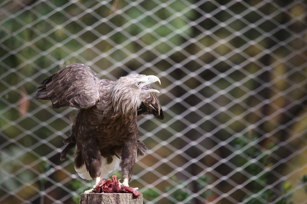 독수리 /사진제공=서울시