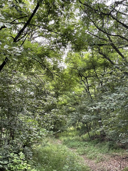 그린카본의 대표적 예시인 숲 /사진=정아연 기자