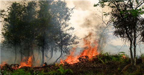 2015년 인도네시아 칼리만탄 산불에 의한 화재 현장 / 사진제공=NASA