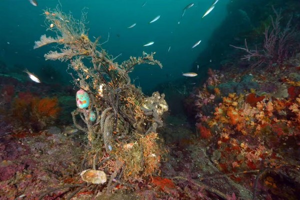 보호종을 폐그물이 감싸고 있는 모습 /자료출처=태평양다이빙 김병일 대표 발표자료
