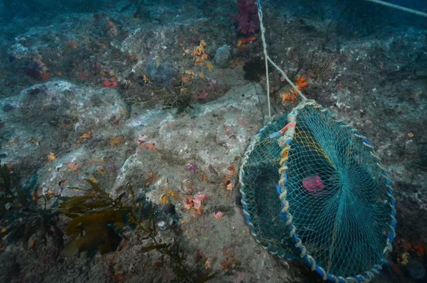 보호구역에 설치된 문어 통발 /자료출처=태평양다이빙 김병일 대표 발표자료
