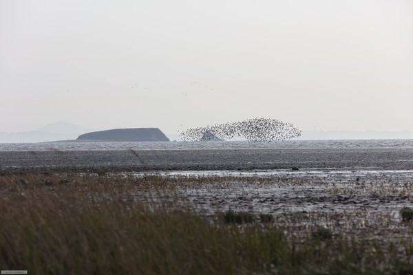 화성 매향리 갯벌은 대형저서동물 169종 및 해양보호생물 저어새가 출현하는 등 생물 다양성이 풍부한 지역으로 보전 가치가 매우 높은 해역으로 평가됐다. /사진제공=송옥주 의원실