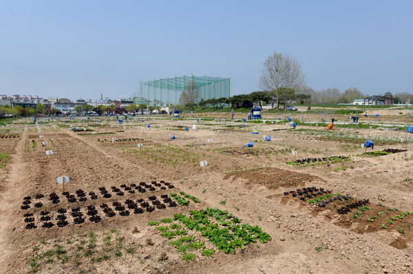 수원시민을 위한 텃밭으로 이용되고 있는 서울농대 연습림 터 <사진제공=수원시>