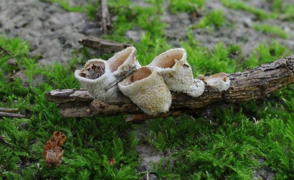 둥우리버섯(Nidularia deformis) /사진제공=국립생물자원관