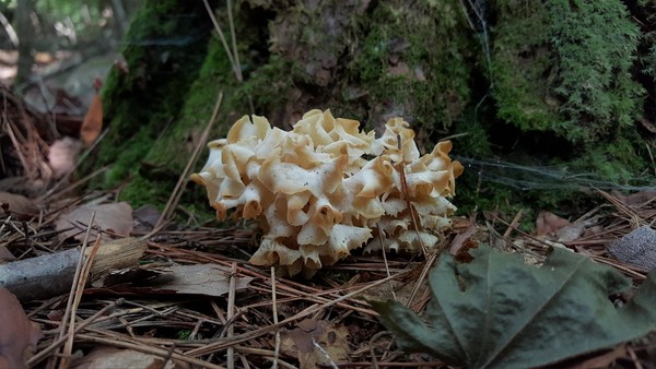 꽃송이버섯(Sparassis crispa) /사진제공=국립생물자원관