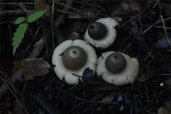 테두리방귀버섯(Geastrum fimbriatum) /사진제공=국립생물자원관