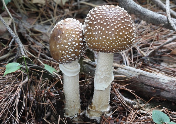 마귀광대버섯(Amanita pantherina) /사진제공=국립생물자원관