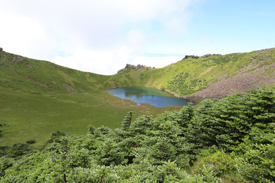 한라산 구상나무 /사진제공=산림청
