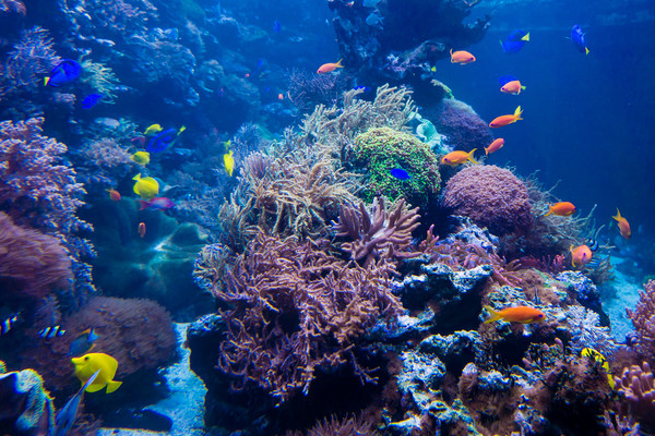 산호초와 열대어 /자료=환경일보DB