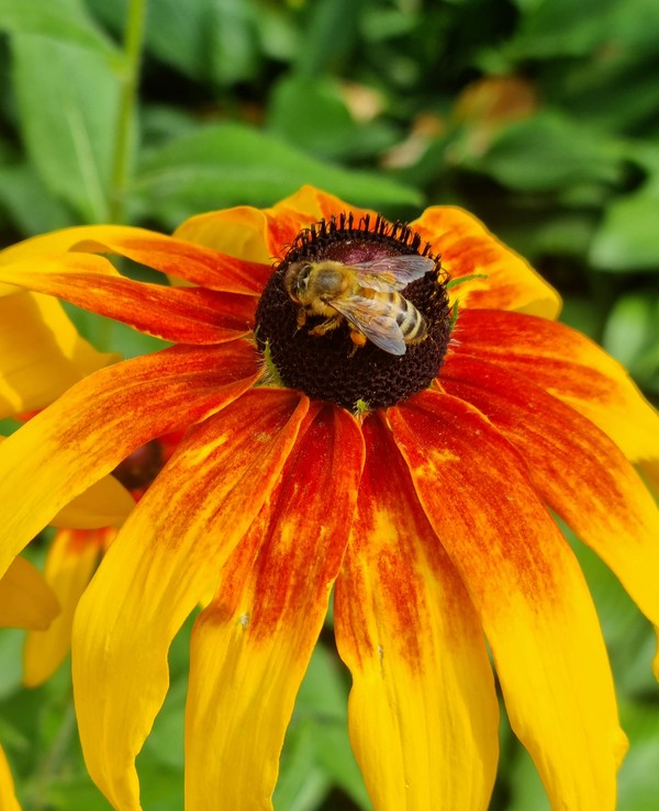 루드베키아 꽃에 앉은 꿀벌, 꿀벌의 뒷다리에 주황색의 꽃가루가 접착되어있는 모습. / 사진=김초령