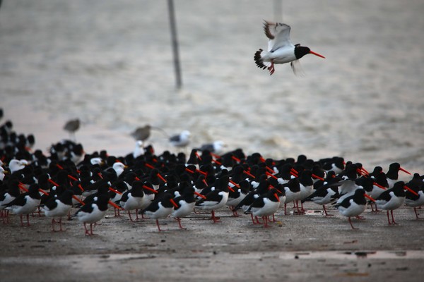 검은머리물떼새 /사진제공=해양수산부