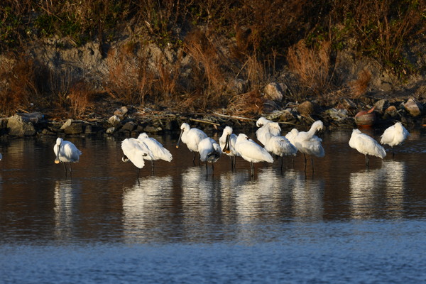노랑부리저어새 /사진제공=해양수산부