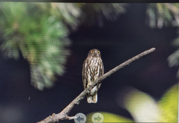 솔부엉이 / 사진제공=울산시