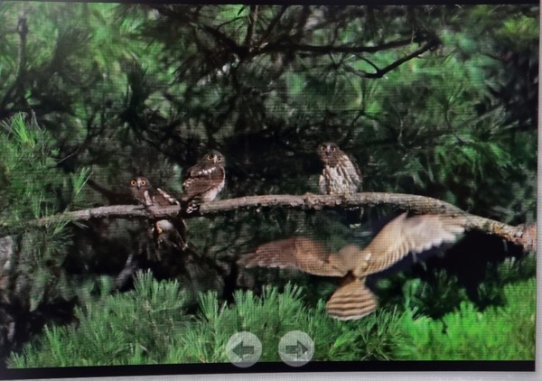 솔부엉이 새끼를 돌보는 장면 / 사진제공=울산시