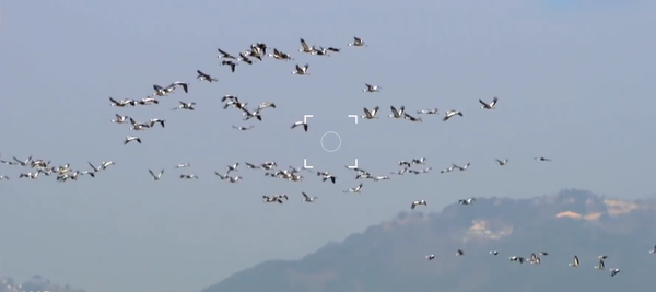 국립생태원이 파악한 바에 따르면 DMZ와 접경지 일원에는 101종에 이르는 멸종위기종이 서식하고 있다. /사진제공=KEI