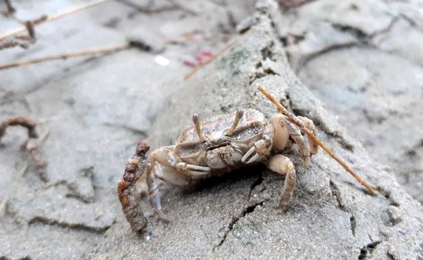 새만금 신공항 예정 부지 내에서 발견된 흰발농게 /사진제공=전북녹색연합
