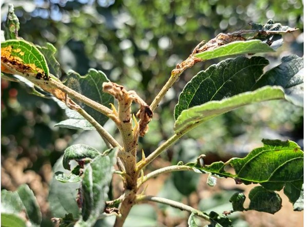 잎말이 나방류에 의한 과수 신초 피해 /사진제공=한국과수협회