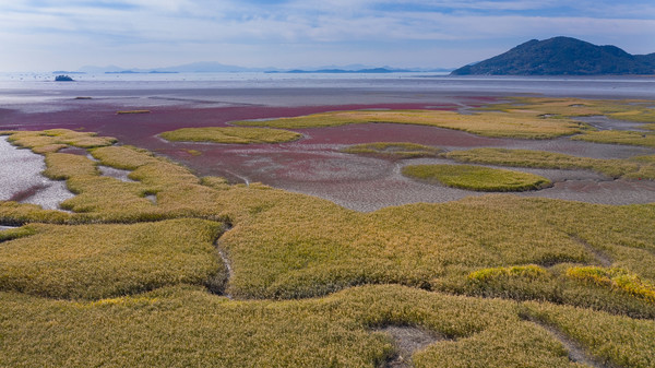 연안습지인 순천만 습지에는 340여 종의 다양한 식물과 239종의 조류가 서식하고 있다. /사진=환경일보DB