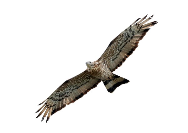 벌매(멸종위기 야생생물 II급) /사진=국립생물자원관