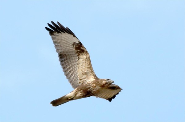 말똥가리 /사진=국립생물자원관