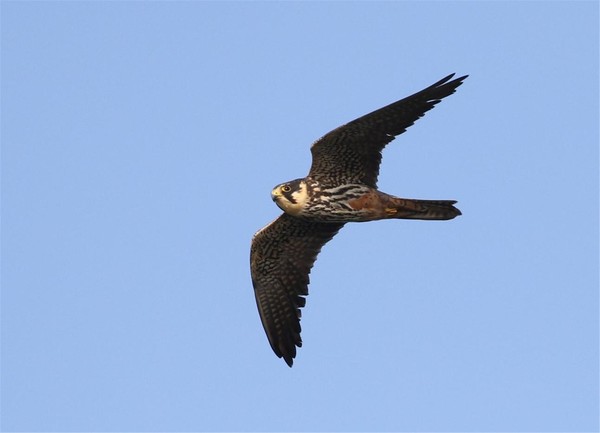 새호리기(멸종위기 야생생물 II급) /사진=국립생물자원관