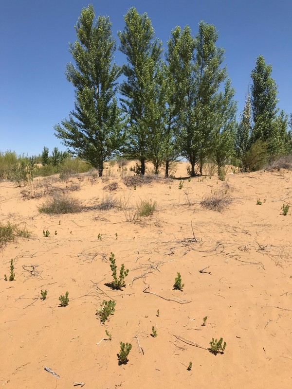 사막 환경을 견디고 살아남은 나무들