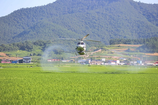                         집중호우 이후 신속한 병해충 항공 방제 현장모습 / 사진제공=해남군청