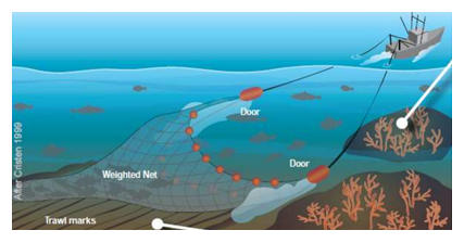불필요한 해양 생물을 포획할 위험이 있는 트롤 어업 /자료출처=OCEANA