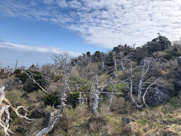 한라산에 있는 구상나무가 고사해가는 모습. /사진제공=국립산림과학원