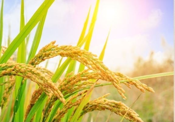 올해 벼 보급종의 경우 전량 미소독 종자 상태로 공급함에 따라 병해충 예방을 위해 온탕처리 및 약제소독을 실시한다 / 사진제공=고성군 