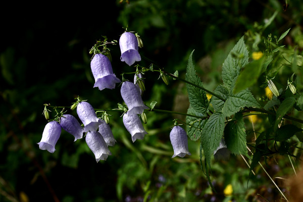 금강초롱꽃 /사진제공=국립수목원