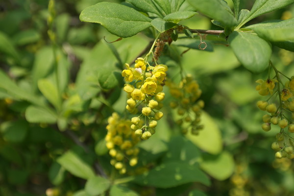 매자나무 /사진제공=국립수목원