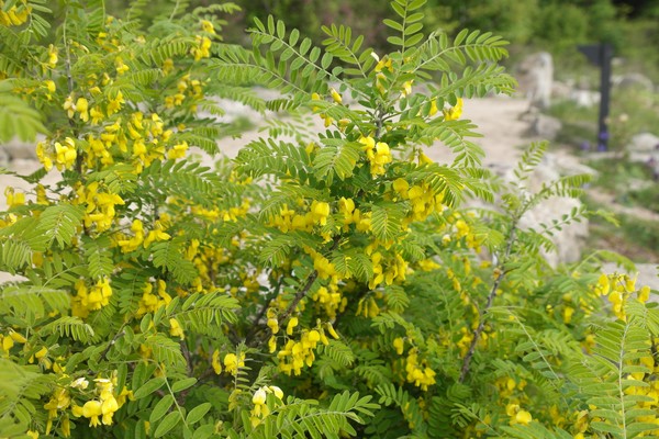 개느삼 /사진제공=국립수목원