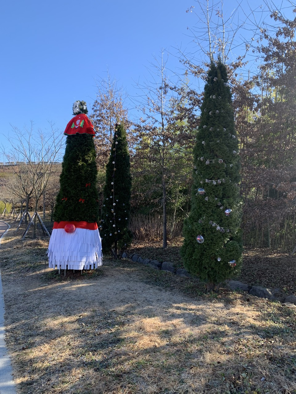 서양측백나무 크리스마스트리 /사진제공=부산해운대수목원
