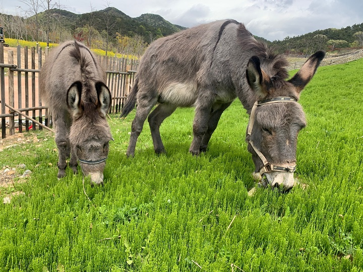 초식동물원의 당나귀 /사진제공=부산시