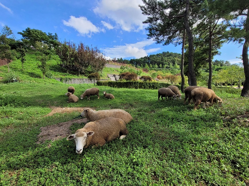 초식동물원의 양떼 /사진제공