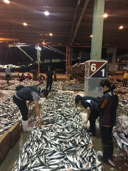 수산자원조사원들이 위판장에서 TAC 준수 여부를 확인하는 모습 /사진제공=해양수산부