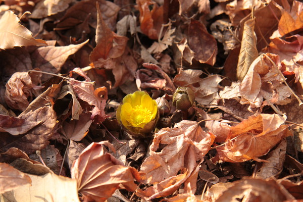복수초(福壽草)의 이름에는 복(福)과 장수(壽)의 바람이 담겨있어 꽃말도 ‘영원한 행복’이다. /사진제공=국립산림과학원