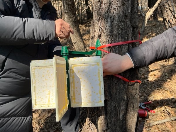 솔껍질깍지벌레 페로몬트랩 설치 현장 /사진제공=한국임업진흥원