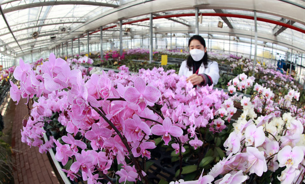 만개한 팔레놉시스를 살펴보고 있는 연구원 /사진제공=농촌진흥청