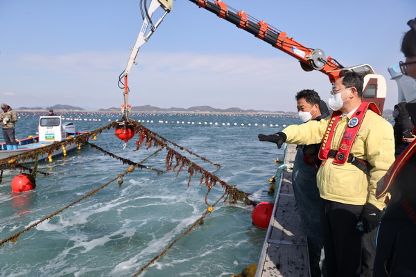해남군 송지면 일대 황백화 피해를 입은 다시마 양식장 /사진제공=해남군