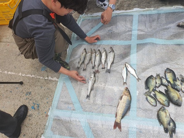 2차 개방운영 시 하굿둑 상류에서 확인된 바닷물고기. 점농어 및 농어(하굿둑 상류, 자망) /사진제공=환경부