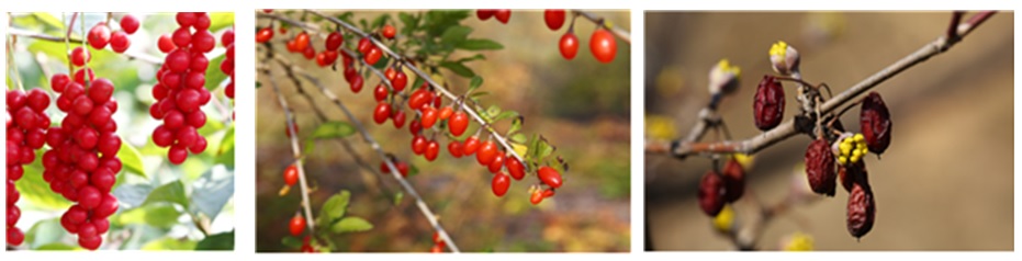 오미자, 구기자, 산수유 열매(왼쪽부터) /자료=농촌진흥청