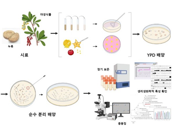 야생식물로부터 효모 균주 분리 및 특성 연구 과정 /자료=국립생물자원관