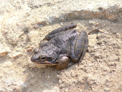 북방산개구리 /사진=국립수목원