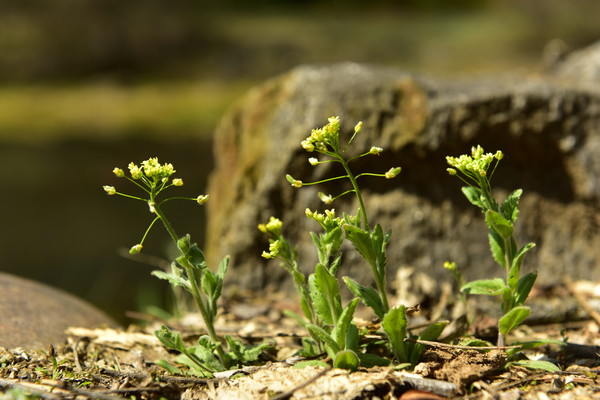 꽃다지 /사진=국립수목원