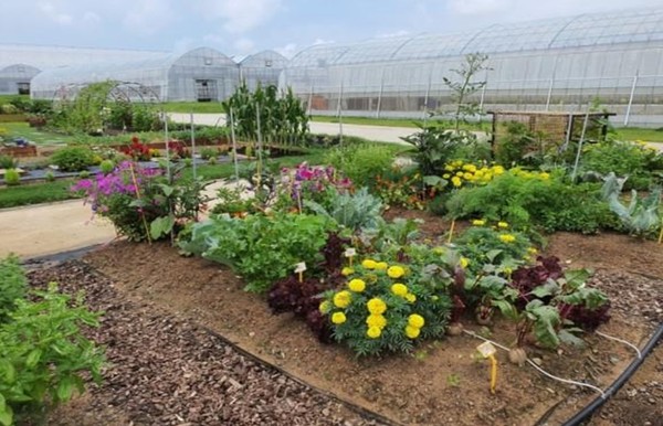 동반식물 활용 텃밭모델 조성 현장. 위 사진은 멋 텃밭모델의 모습 /사진제공=농촌진흥청