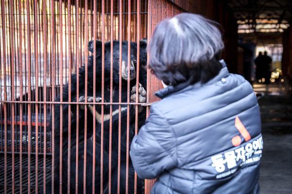 사육곰 농장에서 구조한 반달가슴곰 /사진제공=동물자유연대