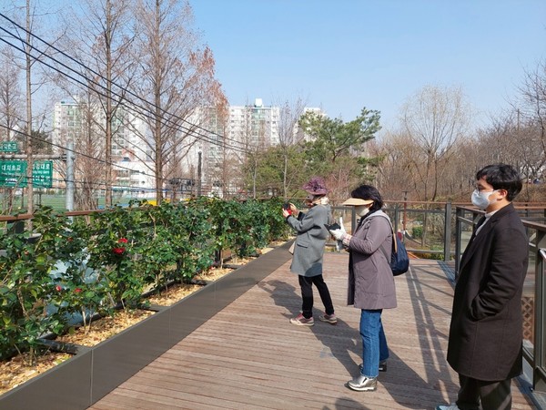 양재천에 핀 동백꽃을 구경하고 있는 시민들  /사진제공=강남구